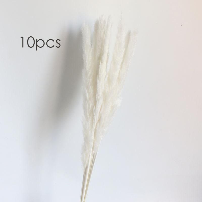 White 10pcs Reeds