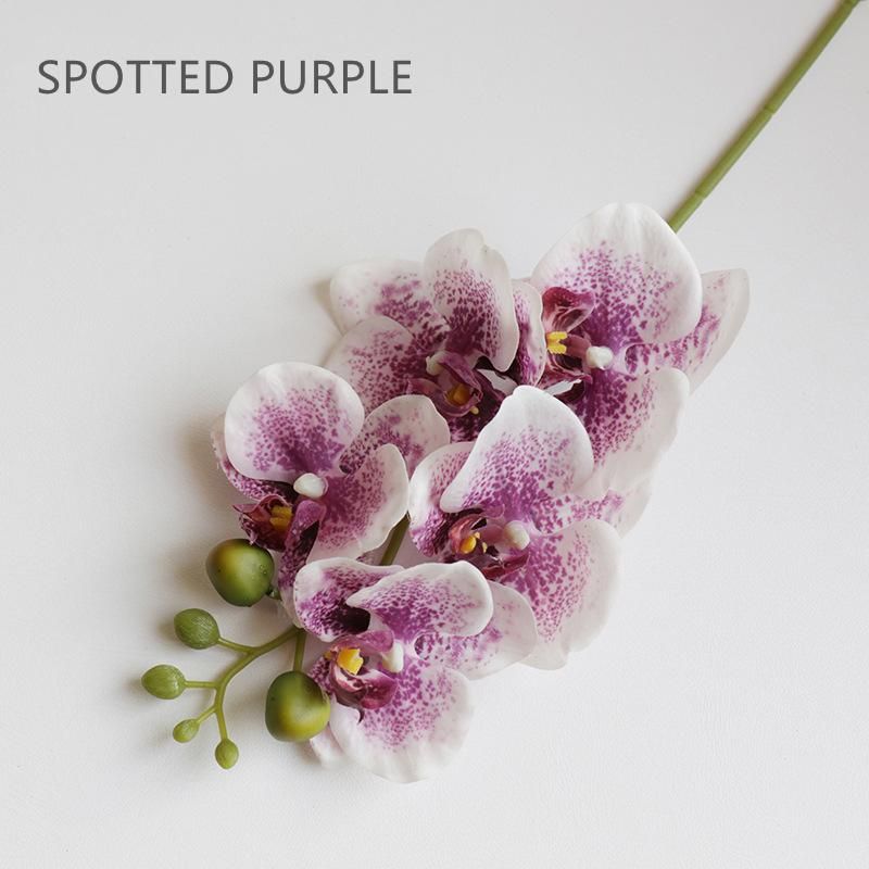 Spot Purple 1 st