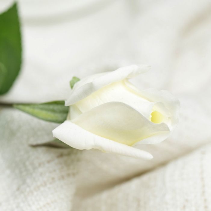 وردة بيضاء