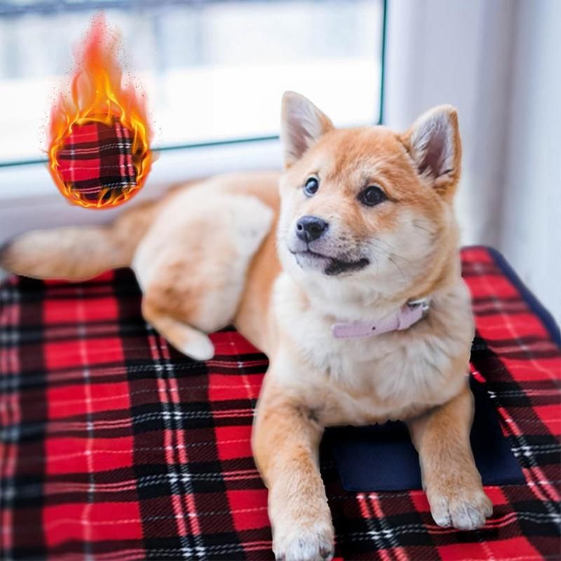 Why Do Dogs Like Heated Blankets