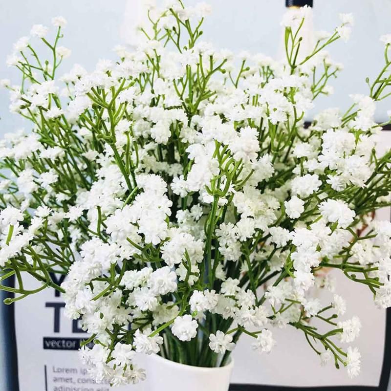 Gypsophila White