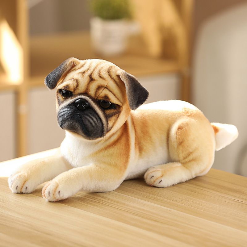 Pug