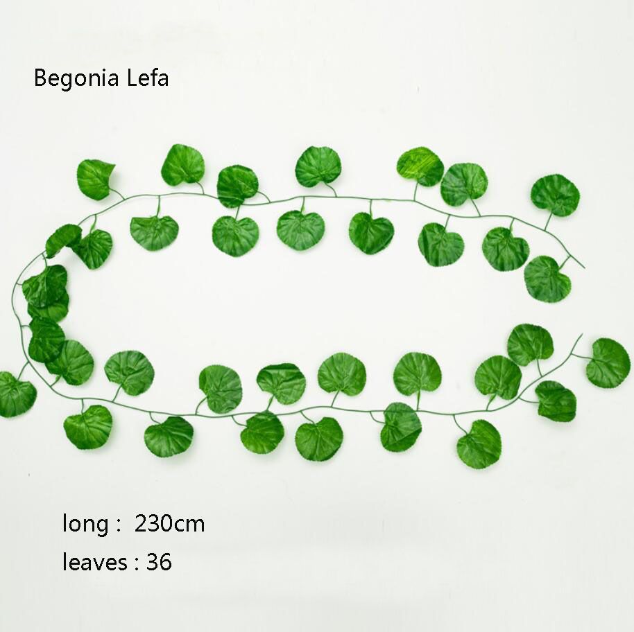 Begonia leaf