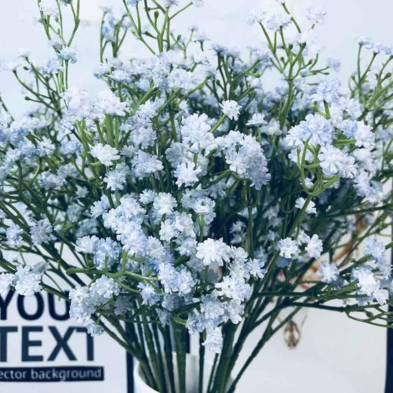 Gypsophila blue