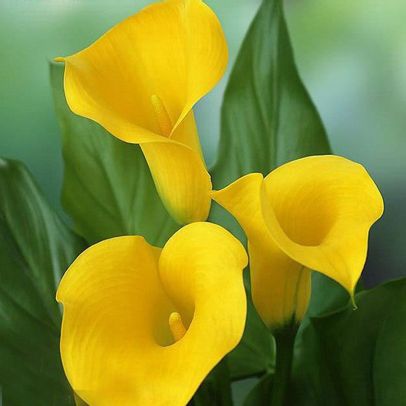 Um Pacote de 100 Peças de Sementes de Calla Amarelo Varanda Em Vasos de  Bonsai Pátio