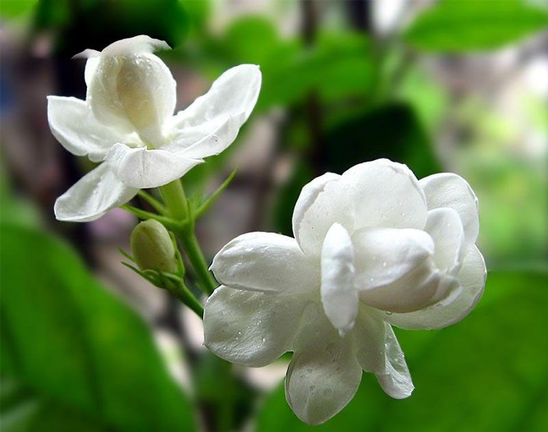 2021 Hot Sale White Jasmine Seeds Jasmine Flower Seeds
