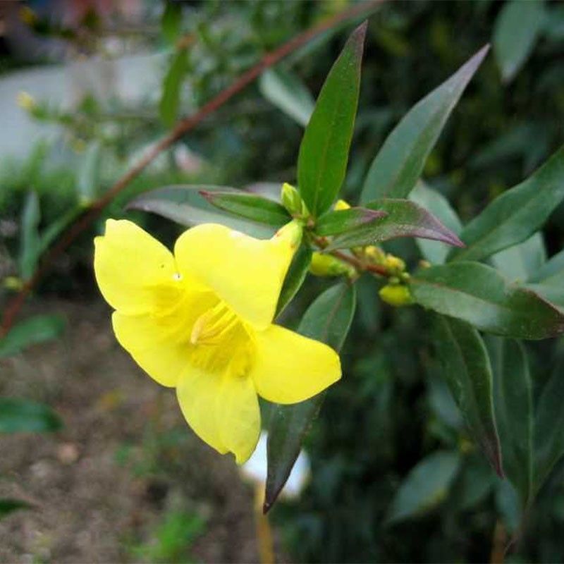 2021 Hot Sale Yellow Jasmine Seeds Fragrant Plant Mirabilis Flower