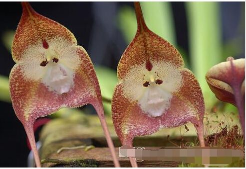 Semillas .Potted Perú la cara del mono de la orquídea Phalaenopsis Dracula  simia Superior Bonsai Plantas