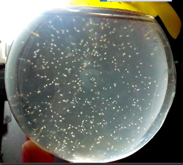 2021 15mm Length 2020 Sea Monkeys Monkey Eggs Magic Living Animal Fairy Brine Shrimp Growing Live Artemia Salina Science Toys For Children Funny From Peter Chan 7 48 Dhgate Com