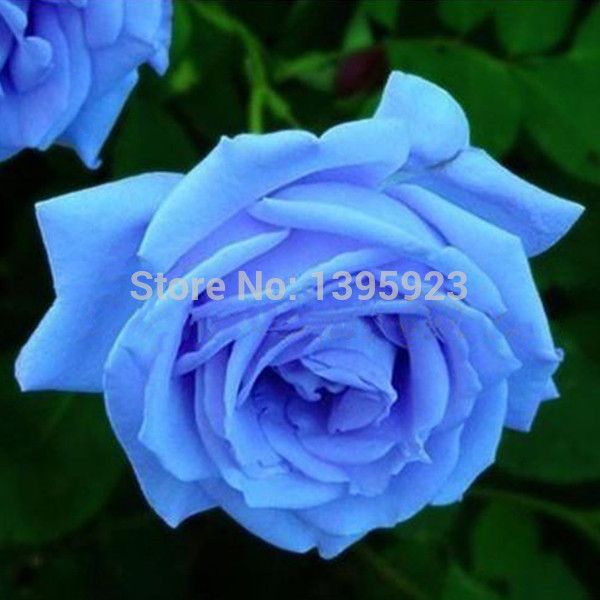 10 Color rare Rose Seed Seeds For Your Lover Petal Plants Home Garden 10 Color rare Rose Seed Seeds For Your Lover Petal Plants Home Garden