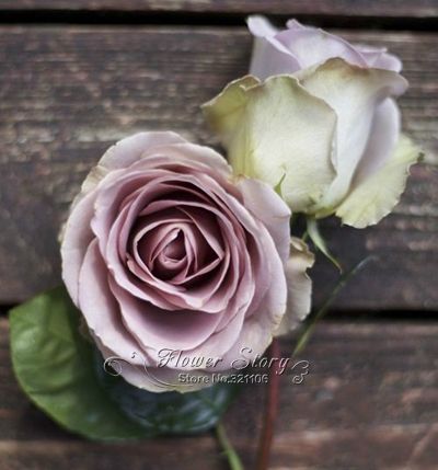 Download Grosshandel 120 Amnesia Rose Rose Sat Blumen Diy Gartenpflanze Diy For iPhone Free Get Wallpaper Grosshandel 120 Amnesia Rose Rose Sat Blumen Diy Gartenpflanze Diy For iPhone Free