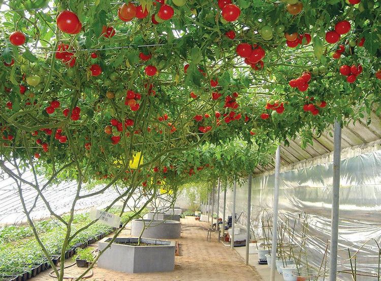 Details about   40 ITALIAN TREE TOMATO 'Trip L Crop' Lycopersicon Fruit Vegetable Seeds *FlatS/H 