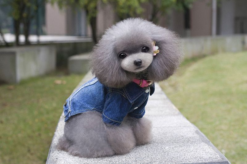 Envío gratis perro appael cachorro jeans abrigo azul cielo color perro ropa de invierno