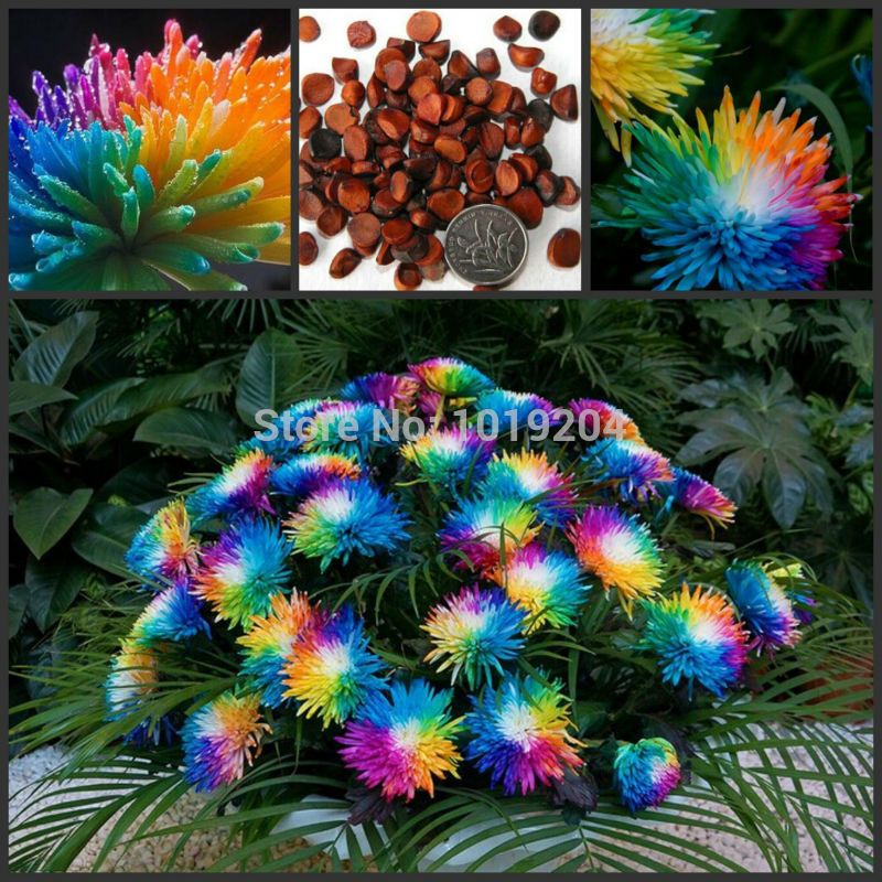 Acquista Semi Di Bonsai Di Alta Qualita Coloratissimi Semi Di Orchidea Dellhimalaya 50 Bellissime Piante Di Orchidee In Vaso A 8 46 Dal A789789 Dhgate Com