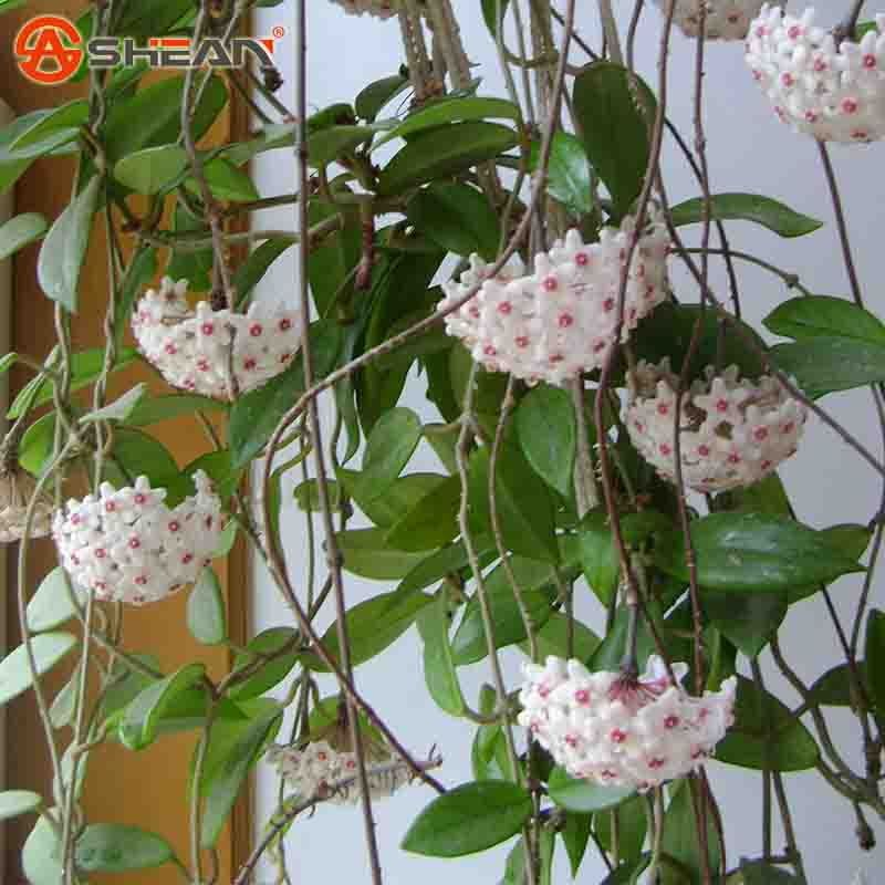 Bola branca Sementes de Orquídea Hoya Carnosa Sementes de Plantas Em Vasos  de Orquídea Jardim de