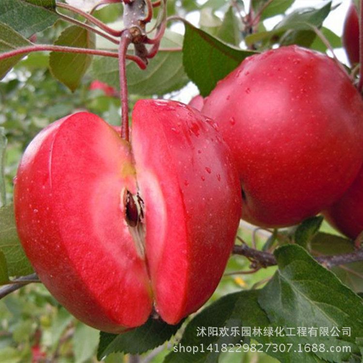 اول تفاحه حمراء من الخارج والداخل  .. Apple-red-apple-fruit-love-red-meat-potted