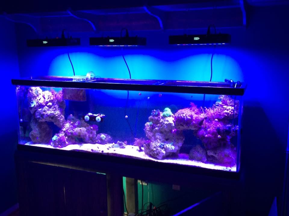 aquarium black light aquarium black light