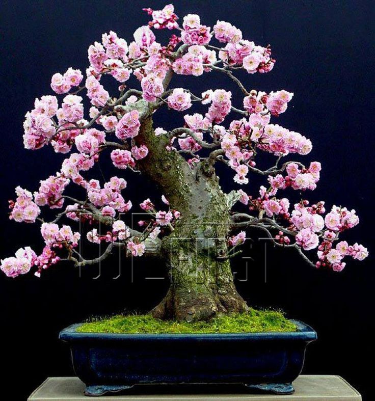 2021 Heirloom 25 Sakura Bonsai Seeds Bonsai Tree Drought Tolerant Plant From Wefirst, $3.30
