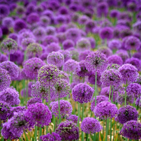 Compre Semillas De Cebolla Morada, Plantación Doméstica En El ...