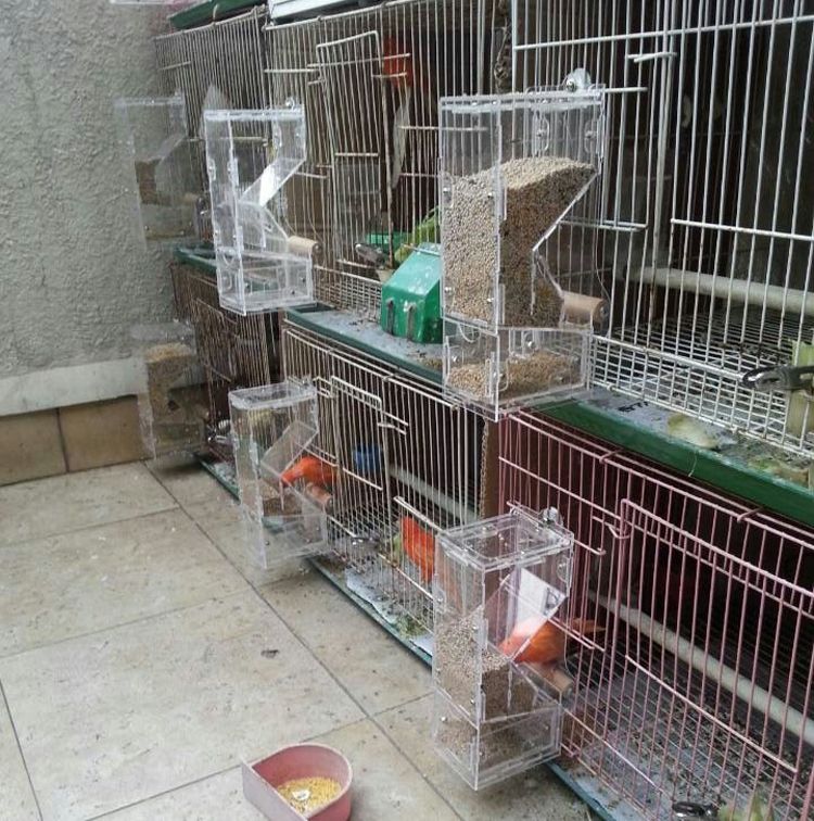 2020 Tidy Seeds No Mess Bird Feeders With Bottom Drawer Locker