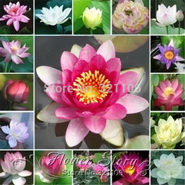 Acheter Livraison Gratuite Bonsai Nelumbo Nucifera Mini Mixte Couleur Lotus Graines Petit Nénuphar Graines Hydroponique Bonsaï Bol Lotus Graine De