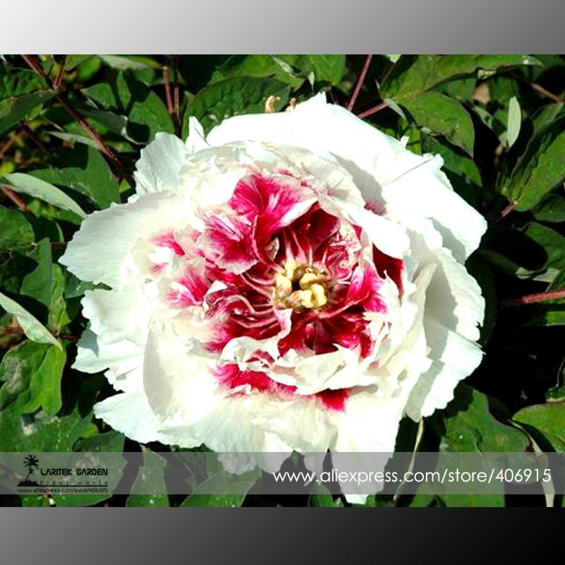 Rare 'Hua Cat' pivoine blanche avec graines de fleurs de coeur rouge,  emballage professionnel, 5 graines / pack, lumière parfumée E3355