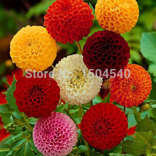 Best And Cheapest Seeds 100 Dahlia Seeds Pompon~beautiful Gardens, Gorgeous Flower , Mix Color , Home Garden For Sale DHgate.Com