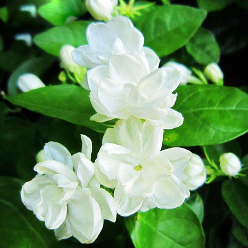 2021 Hot Sale White Jasmine Seeds Jasmine Flower Seeds