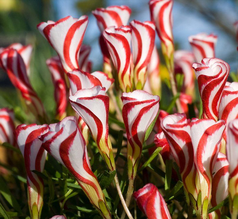 US-Seller Oxalis Versicolor Flowers 100Pcs Seed Beautiful Flowering plants 