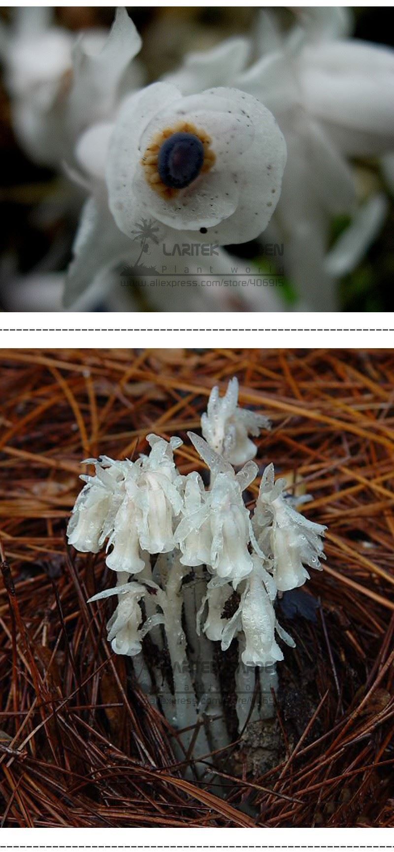 Flowers Monotropa Uniflora Indian Pipe Cheilotheca Humilis w/White plants 10seed Flowers Monotropa Uniflora Indian Pipe Cheilotheca Humilis w/White plants 10seed