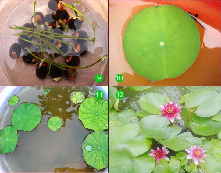 Bowl lotus seed
