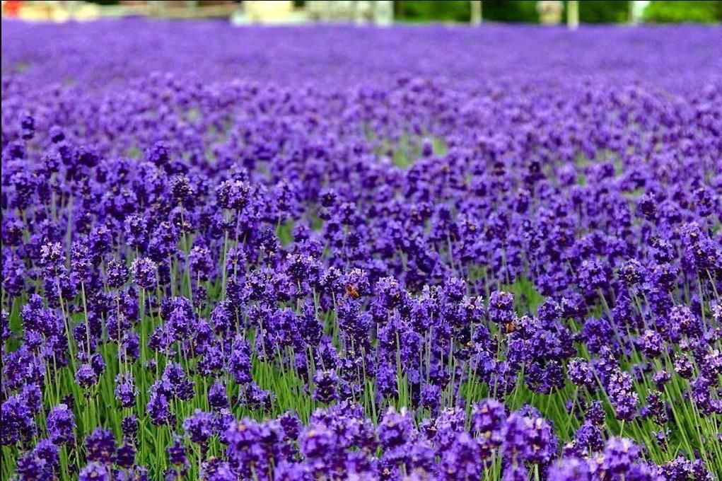 2021 Low Price True Lavnder Vera Lavender Augustifolia