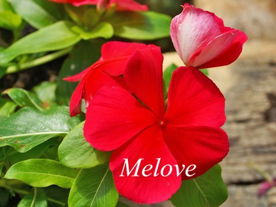 graines Catharanthus roseus Vinca pervenche Rare bonsaï d/'intérieur Graines Pervenche fleur pour la plante maison de jardin 20seeds // sac
