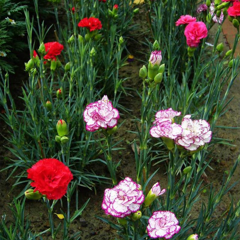 2021 2016 Carnation Seeds Enfant Nice 100 Kinds Of