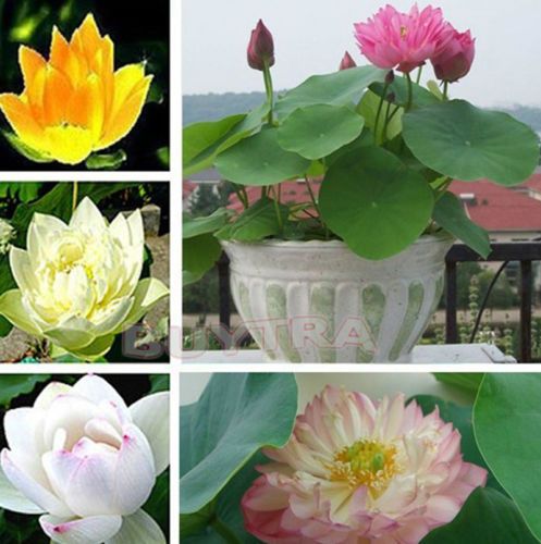 30x NEW Mix Lotus Seeds Asian Water Flower Aquatic Plants Fragrance Blooming TB 