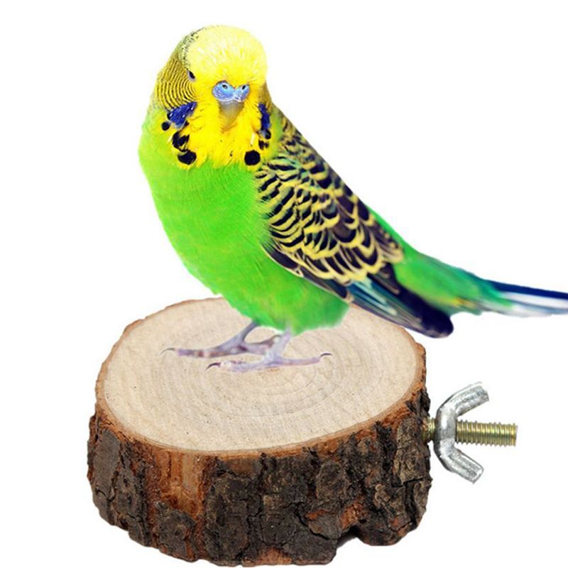 parakeet birds for sale