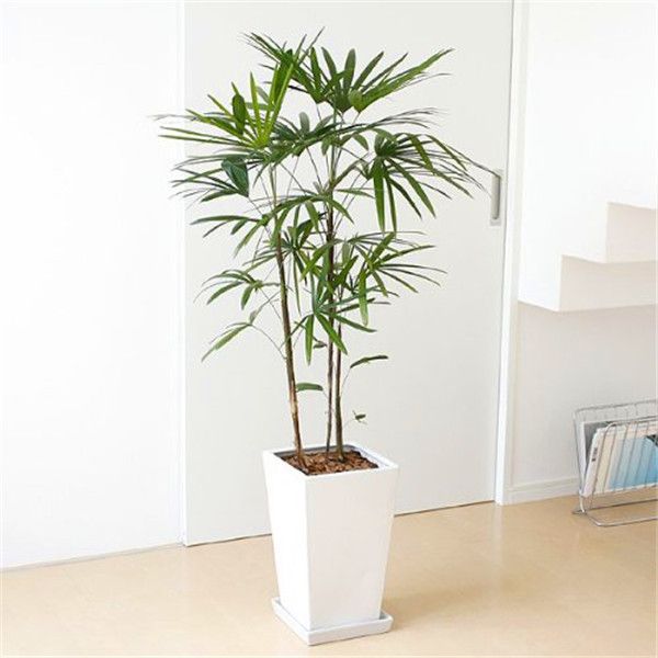 2020 Bonsai Palm Bamboo Seeds Chinese Plant Seeds Diy Home Garden S004 From A308040964 1 43 Dhgate Com