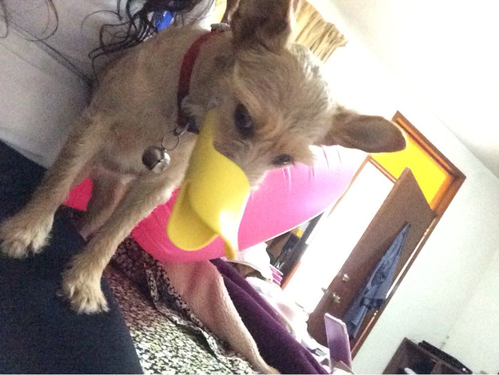 Satin Al D22 Yepyeni Renkli Ayarlanabilir Silikon Kopek Namlu Onle Kopek Havliyor Boyut Kucuk Kopekler Icin S Tl20 91 Tr Dhgate Com