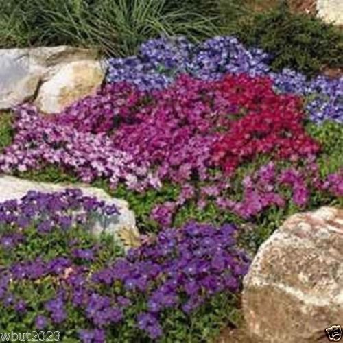 Grosshandel Rock Cresssamen Royal Mix Aubrieta Hybrida Kompakte Bodenabdeckung Garten Dekoration Pflanze 50 Stucke P02 Von A308040964 1 04 Auf De Dhgate Com Dhgate