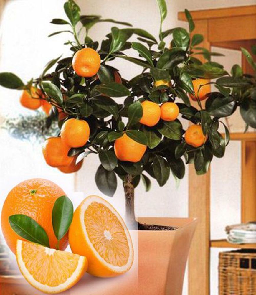 2020 Heirloom Orange Bonsai Seeds Bonsai Tree So Easy Container Gardens