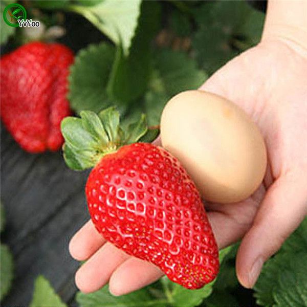 Garten,Bauernhof Beautytalk-Garten 100pcs Seltene Erdbeeren Samen Großfrüchtige Erdbeeren Mischung Obstsamen Mehrjährige für Barkon