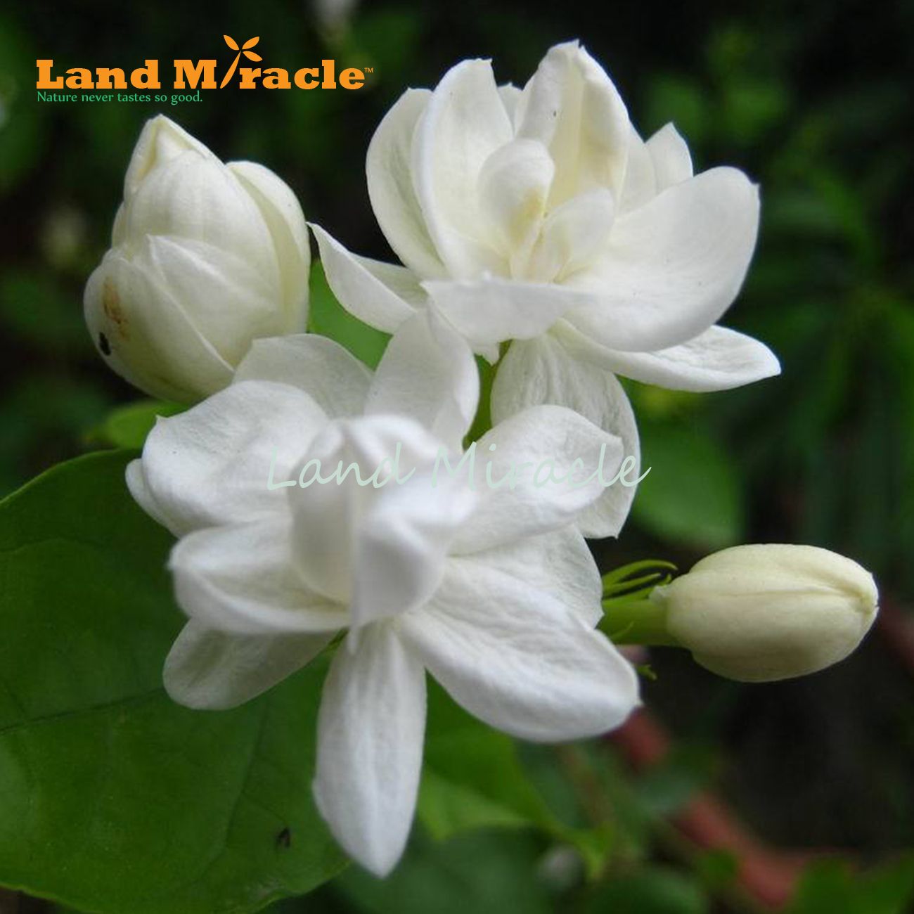 10 piezas / paquete, semillas de jazmín blanco, flor de bonsái rara  Interior intelectual hermoso para Home