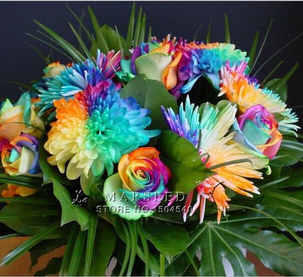 100 pcs Rainbow Chrysanthème Fleur Graines Rare Spécial unique insolite coloré