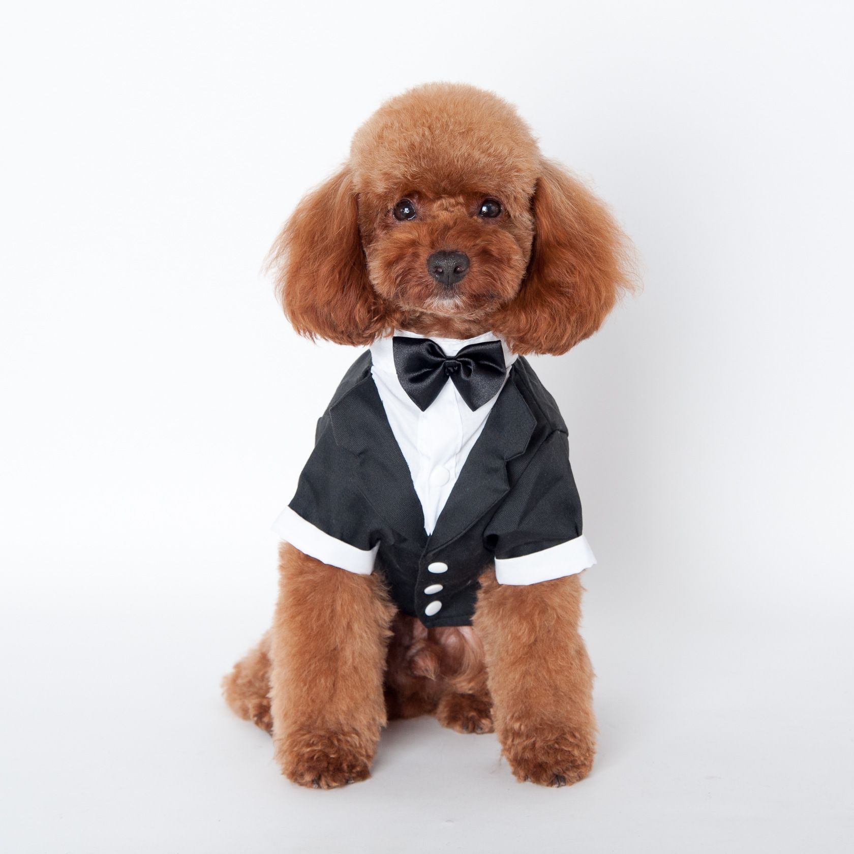 dog apparel