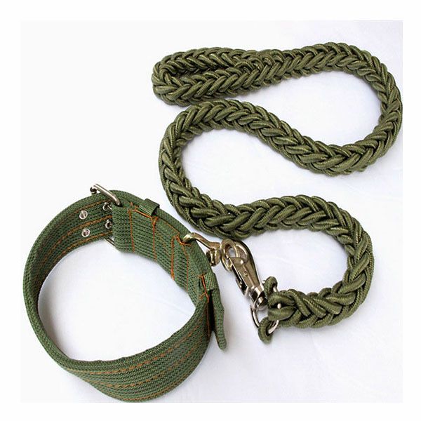 green dog collar and leash