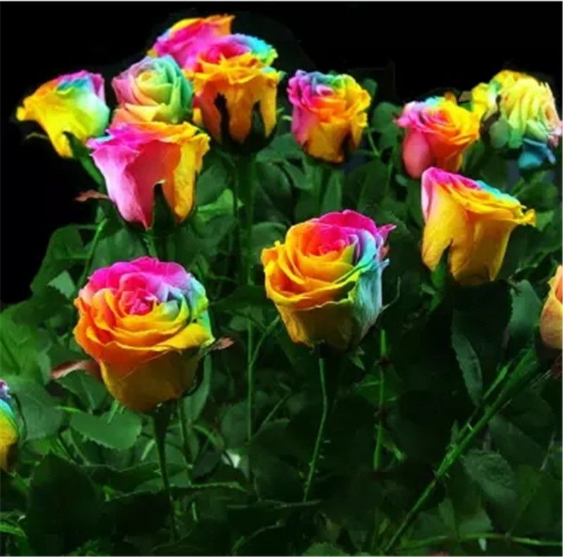 2020 Sale Rainbow Rose Seeds <em>100 Seeds Package</em> Rainbow