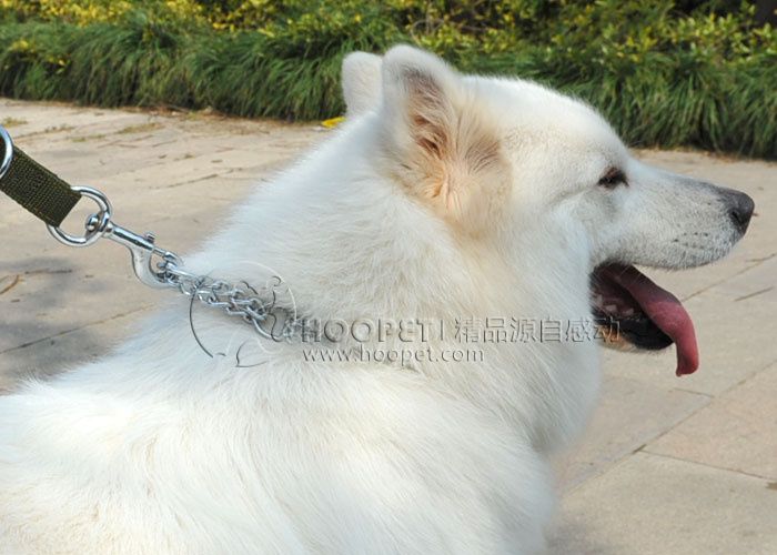 big dog collars and leashes