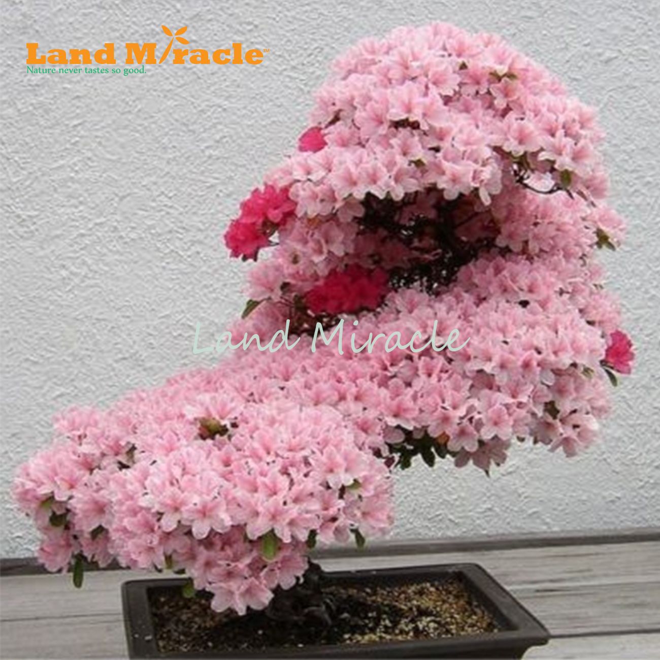Swiftt 20/30/50 Stück Riesen japanische Rosa Kirschblüten Sakura Blumen Samen Kirschblüten 