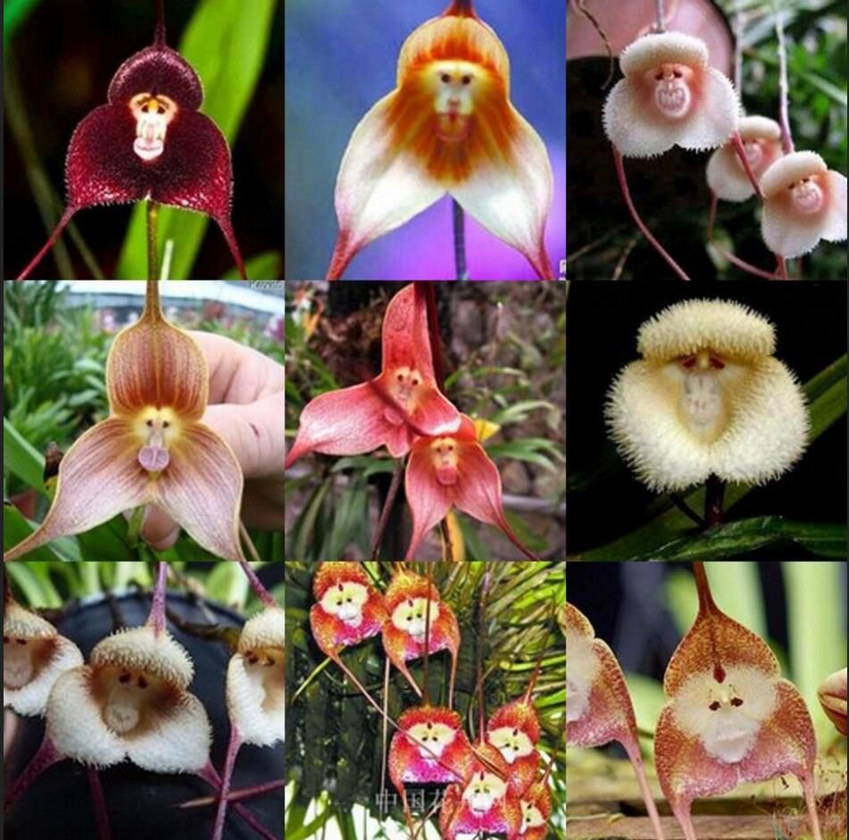 Egrow 100 Pcs Pack Singe Visage Orchidée Graines Accueil Jardin Bonsaï Plantes 