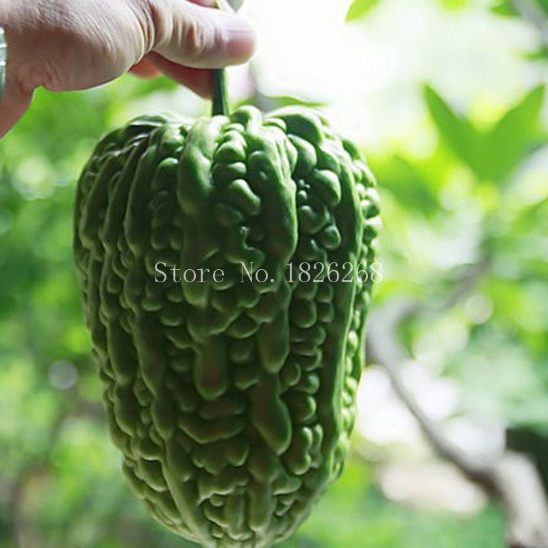 Bonsai Vegetable Plant Balsam Pear Bitter Melon Seeds Bitter Gourd Seeds Garden Decoration Plant Brand Best Quality And Cheapest Price Dhgate Com
